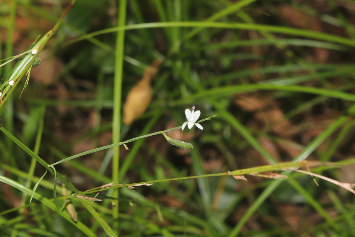 Andrographis alata (Vahl) Nees